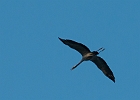 Kraniche auf dem Zingst